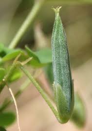 Attēlu rezultāti vaicājumam “Oxalis corniculata fruit”