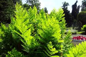 Image result for Arboretum Trompenburg