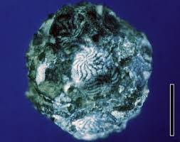 Attēlu rezultāti vaicājumam “Chara tomentosa”