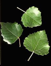 Attēlu rezultāti vaicājumam “Populus x gileadensis leaf”