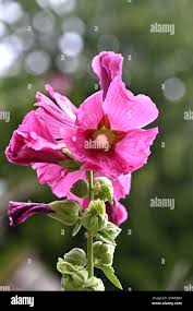 Attēlu rezultāti vaicājumam “Alcea rosea bud”