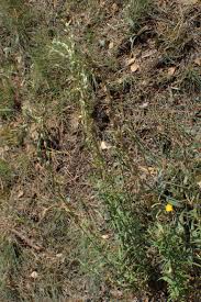 Attēlu rezultāti vaicājumam “Silene tatarica bud”