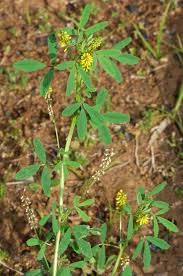 Attēlu rezultāti vaicājumam “Melilotus wolgicus”