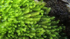 Attēlu rezultāti vaicājumam “Jamesoniella autumnalis”