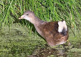 Attēlu rezultāti vaicājumam “Gallinula chloropus juvenile”