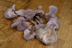 Attēlu rezultāti vaicājumam “Lepista sp.”