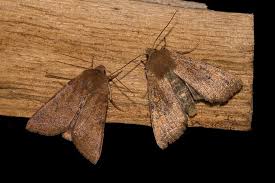 Attēlu rezultāti vaicājumam “Agrochola helvola”