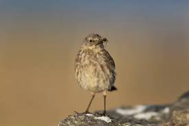 Image result for Anthus petrosus