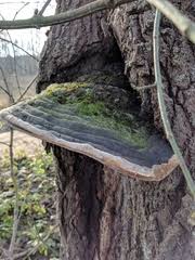 Attēlu rezultāti vaicājumam “Phellinus populicola”