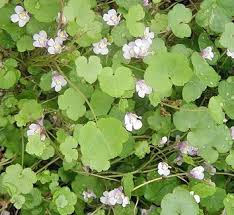 Attēlu rezultāti vaicājumam “Cymbalaria muralis flower”