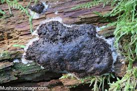 Attēlu rezultāti vaicājumam “Siphoptychium violaceum macro”