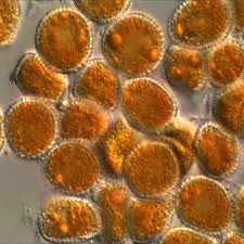 Attēlu rezultāti vaicājumam “Coleosporium sp.”