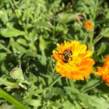 Attēlu rezultāti vaicājumam “Calendula officinalis leaf”
