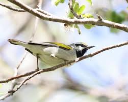 Image result for Vermivora chrysoptera