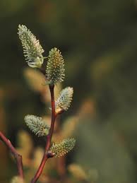 Attēlu rezultāti vaicājumam “Salix triandra male flower”