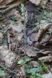 Attēlu rezultāti vaicājumam “Goodyera repens”