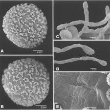 Attēlu rezultāti vaicājumam “Oligonema persimile spores”