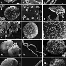 Attēlu rezultāti vaicājumam “Colloderma sp.”