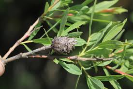 Attēlu rezultāti vaicājumam “Rhabdophaga rosaria”
