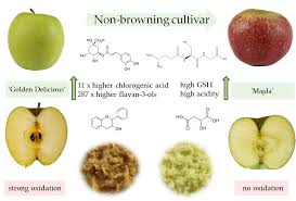 Attēlu rezultāti vaicājumam “Malus domestica fruit”
