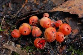 Attēlu rezultāti vaicājumam “Microstoma protracta”