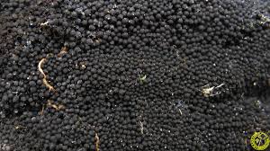 Attēlu rezultāti vaicājumam “Ruzenia spermoides”