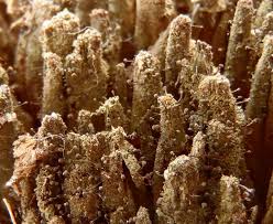 Attēlu rezultāti vaicājumam “Chaenotheca phaeocephala”