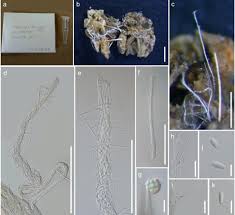 Attēlu rezultāti vaicājumam “Tilachlidium brachiatum”