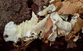 Attēlu rezultāti vaicājumam “Dentipellis fragilis”