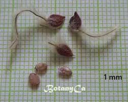 Attēlu rezultāti vaicājumam “Clematis fruit”