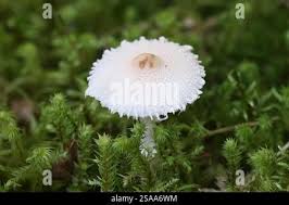 Attēlu rezultāti vaicājumam “Lepiota clypeolaria”