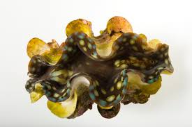 Image result for tridacna