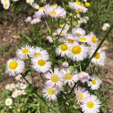 Attēlu rezultāti vaicājumam “Erigeron acris flower”