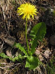 Attēlu rezultāti vaicājumam “Taraxacum officinale aggr. flower”