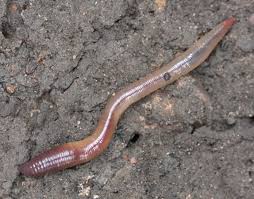 Attēlu rezultāti vaicājumam “Lumbricus terrestris”
