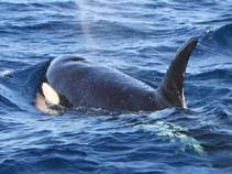 Image result for Orcinus orca