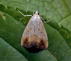 Attēlu rezultāti vaicājumam “Evergestis extimalis”