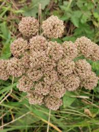 Image result for Angelica silvestris