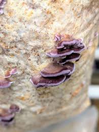 Attēlu rezultāti vaicājumam “Trichaptum biforme”