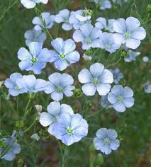Image result for Linum usitatissimum
