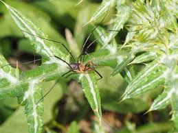 Attēlu rezultāti vaicājumam “Phalangium opilio”