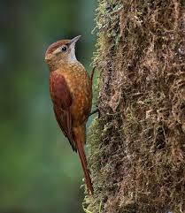 Attēlu rezultāti vaicājumam “Nardia geoscyphus”