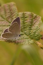 Attēlu rezultāti vaicājumam “Cupido minimus female”