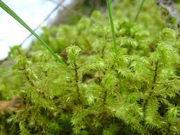 Attēlu rezultāti vaicājumam “Rhytidiadelphus triquetrus sporophyte”