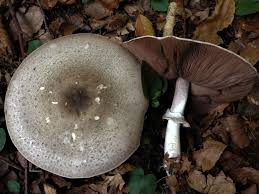 Attēlu rezultāti vaicājumam “Agaricus”