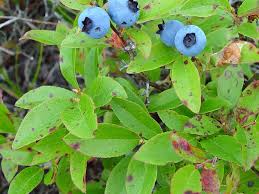 Attēlu rezultāti vaicājumam “Vaccinium angustifolium”