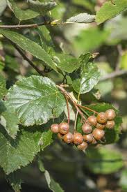 Attēlu rezultāti vaicājumam “Sorbus”