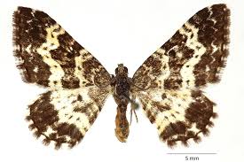 Attēlu rezultāti vaicājumam “Epirrhoe”