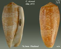 Attēlu rezultāti vaicājumam “Vouauxiomyces santessonii”