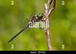 Attēlu rezultāti vaicājumam “Cordulidae”